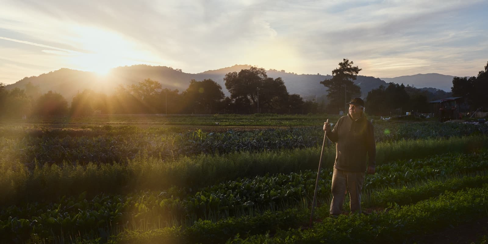 Steve on the farm at golden hour