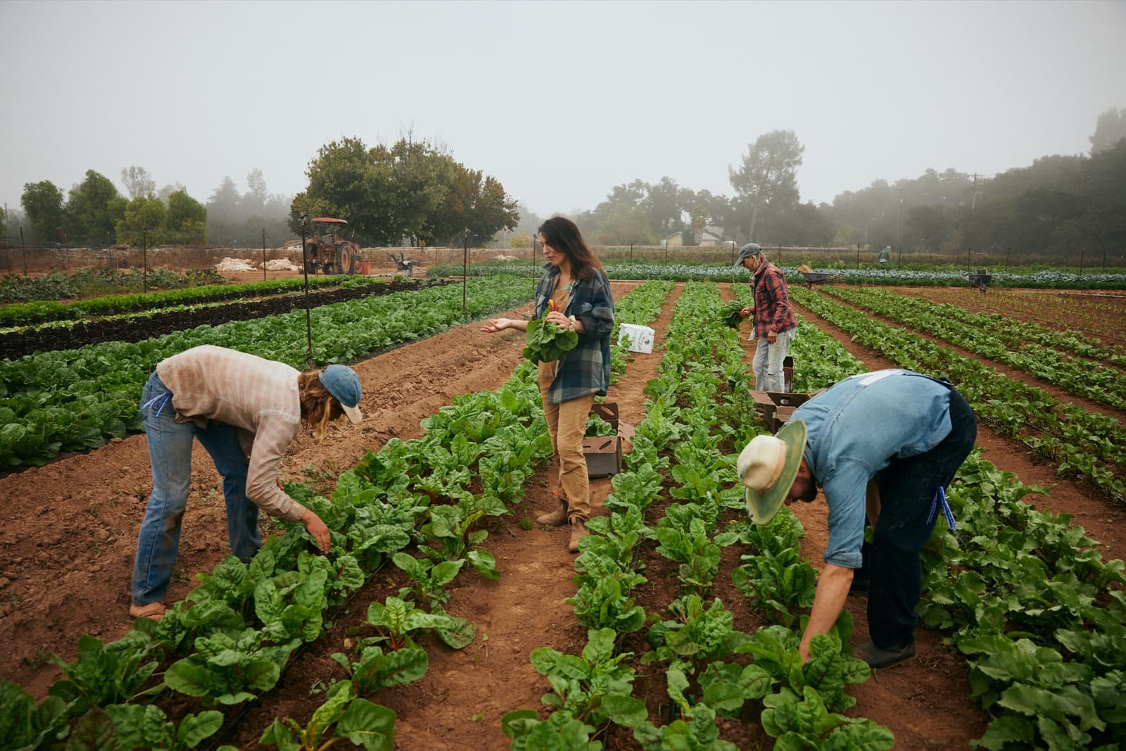Volunteers harvesting in the field