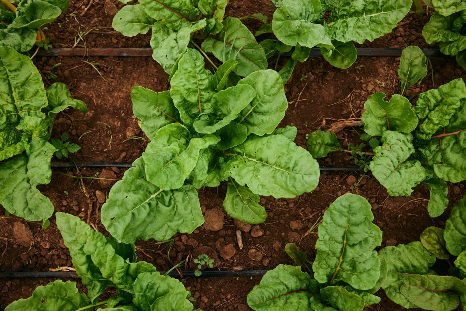 Close-up of greens growing in soil